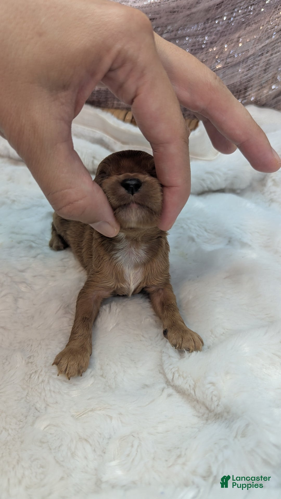 Cavapoo dogs for sale: Apollo - Image 4