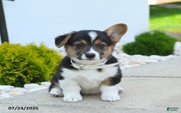 Welsh Corgi Pembroke dogs for sale: Tessa - Image 3
