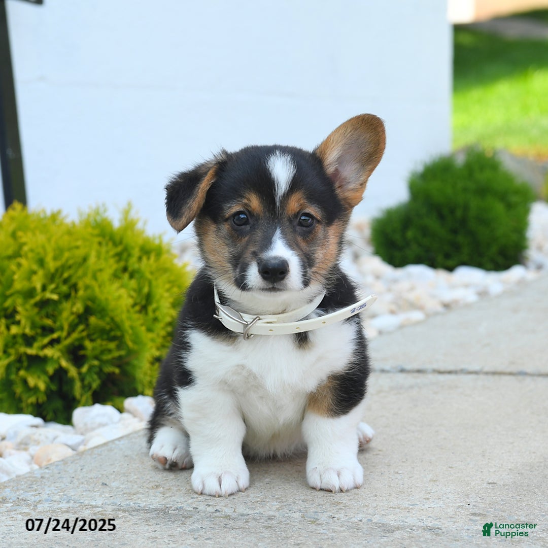 Welsh Corgi Pembroke dogs for sale: Tessa - Image 3