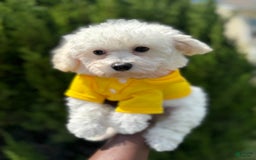 Bichpoo dogs for sale: Saint - Image 1