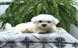 Bichon Frise dogs for sale: Ziggy - Image 5