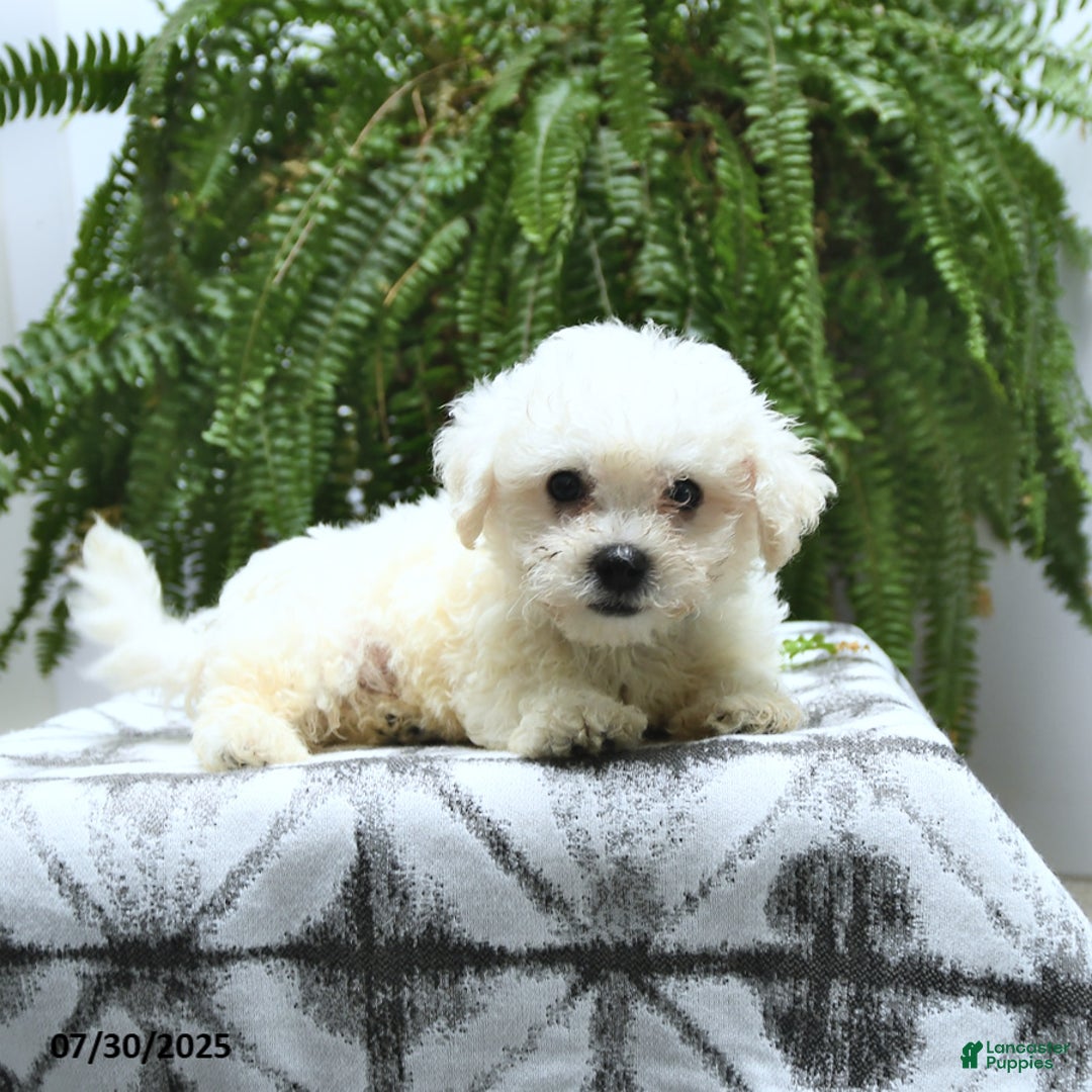 Bichon Frise dogs for sale: Ziggy - Image 5