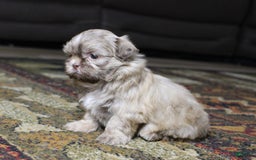 Shih Tzu dogs for sale: Gracie - Image 3