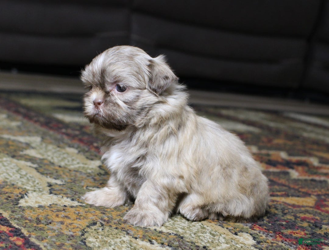 Shih Tzu dogs for sale: Gracie - Image 3