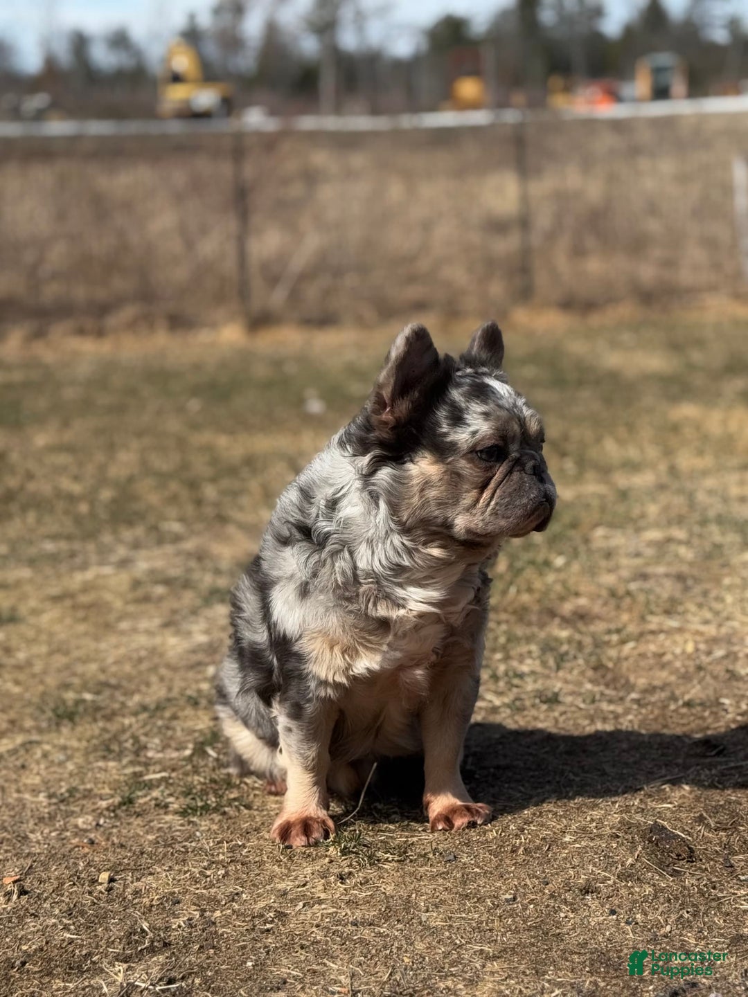 French Bulldog dogs for sale: Monica - Image 6