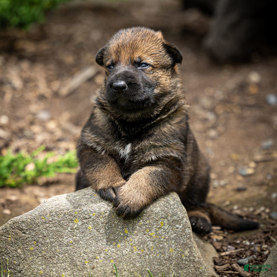 German Shepherd dogs for sale: Freya - Image 17
