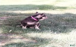 French Bulldog dogs for sale: Akc Flora - Image 3
