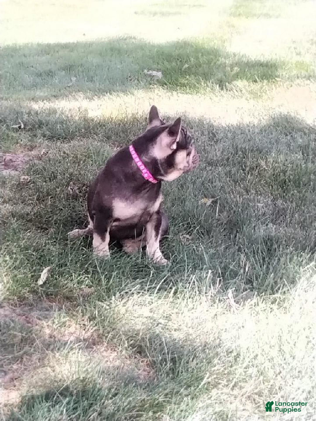 French Bulldog dogs for sale: Akc Flora - Image 3