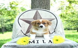 Welsh Corgi Pembroke dogs for sale: Milo - Image 3