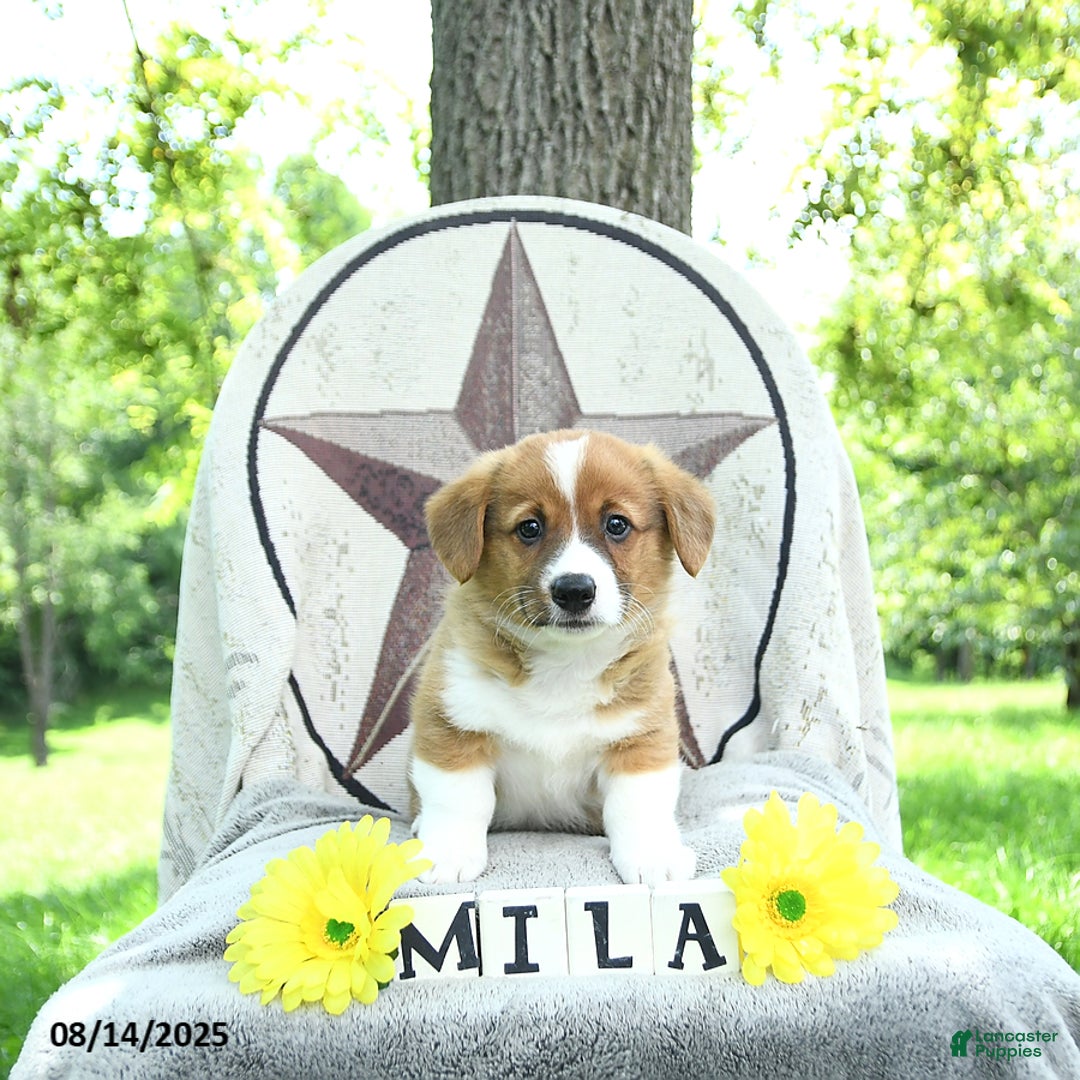 Welsh Corgi Pembroke dogs for sale: Milo - Image 3