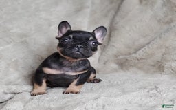 French Bulldog dogs for sale: Black Adam - Image 1