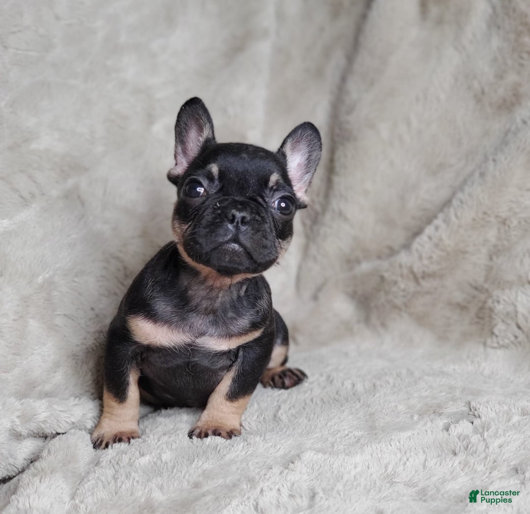 French Bulldog dogs for sale: Black Adam - Image 1