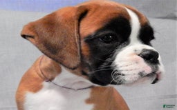 Boxer dogs for sale: Cindy - Image 10