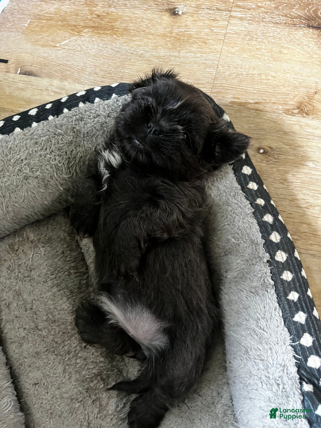 Shih Tzu dogs for sale: Pretty Girl - Image 3