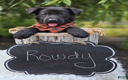 German Shepherd dogs for sale: Rowdy - Image 7