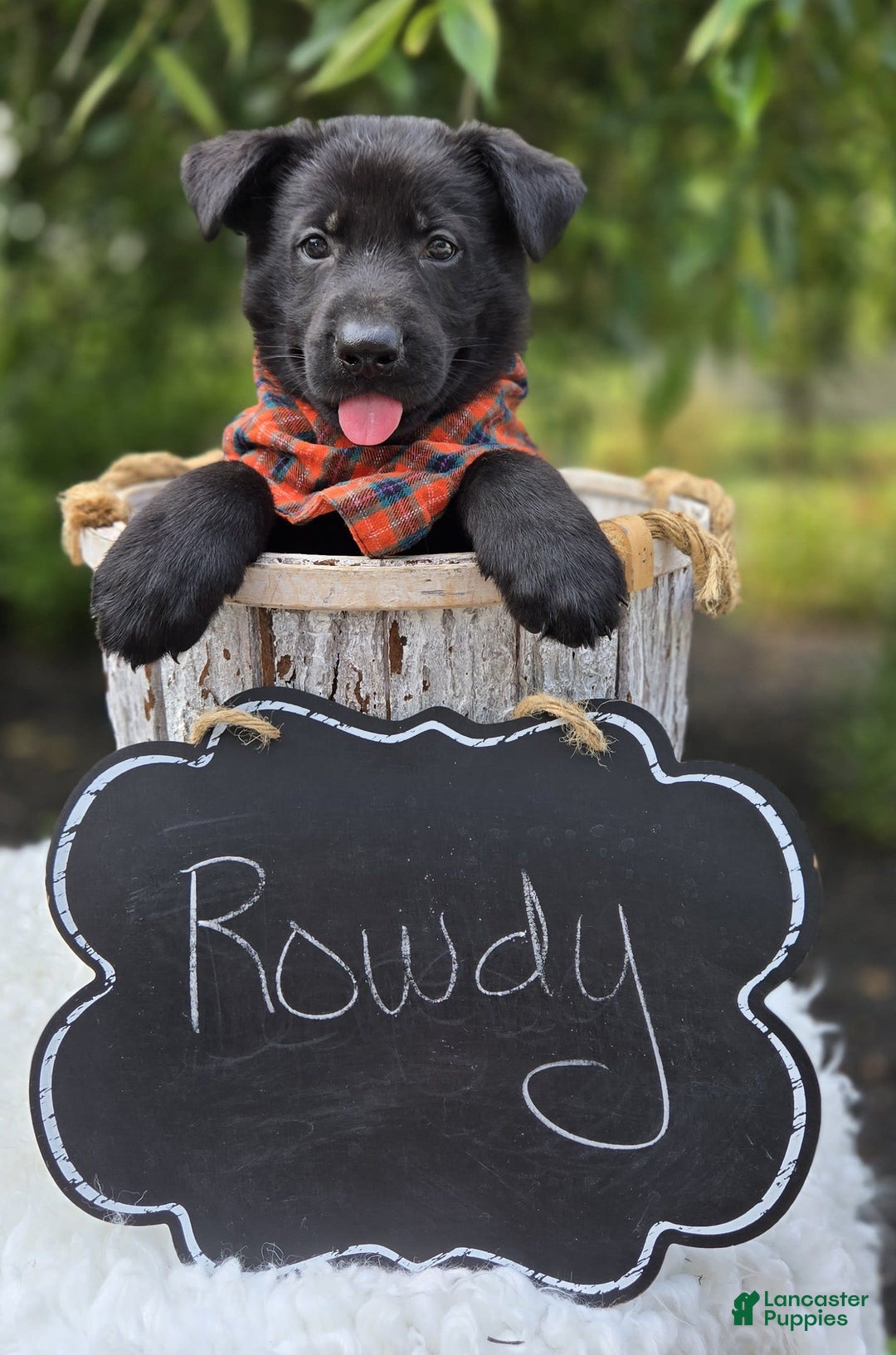 German Shepherd dogs for sale: Rowdy - Image 7
