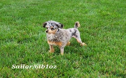 Cavapoo dogs for sale: Diego - Image 10