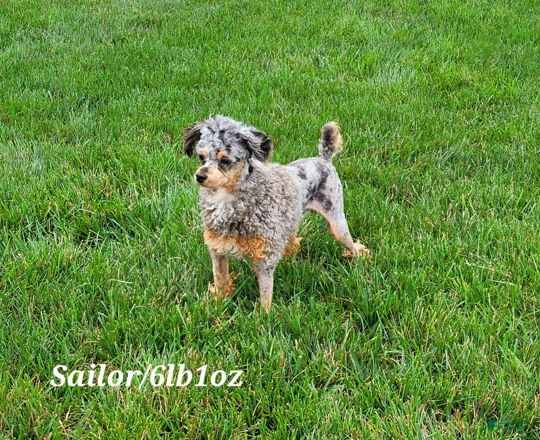 Cavapoo dogs for sale: Diego - Image 10