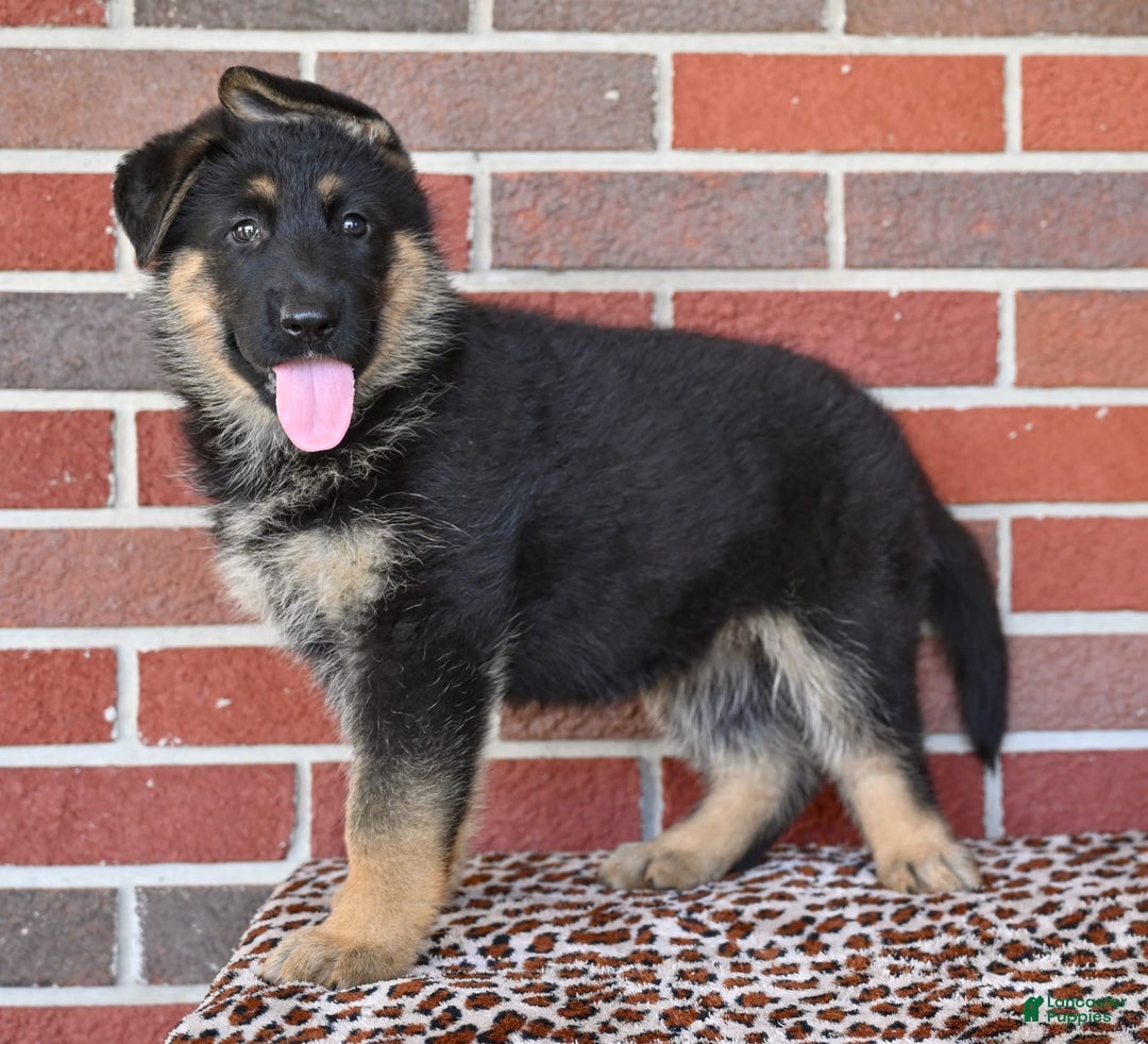 German Shepherd dogs for sale: Bailey - Image 2
