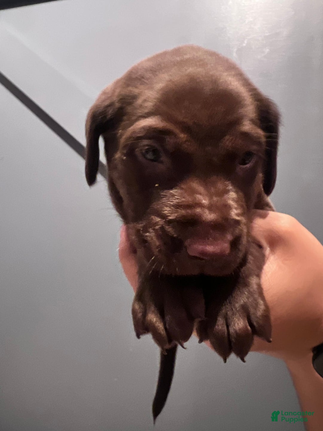 Labrador Retriever dogs for sale: Inzee Jr - Image 4
