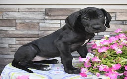 Great Dane dogs for sale: Coffee - Image 3