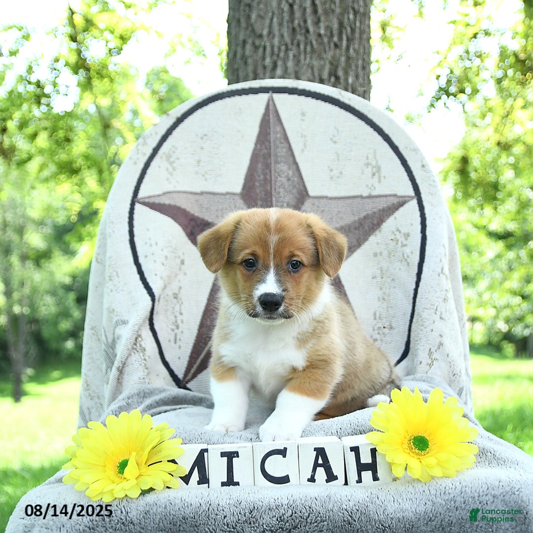 Welsh Corgi Pembroke dogs for sale: Micah - Image 2