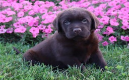 Labrador Retriever dogs for sale: Daisy - Image 6