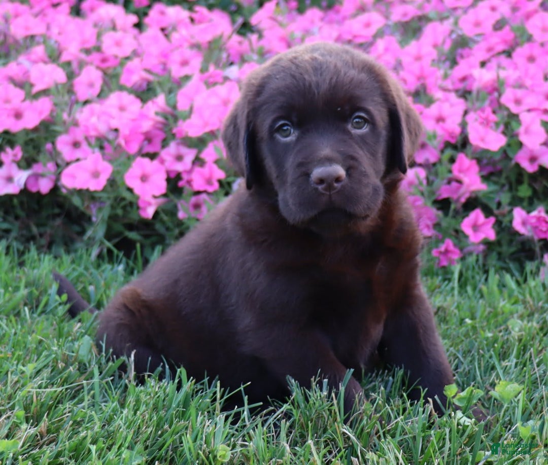 Labrador Retriever dogs for sale: Daisy - Image 6