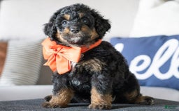 Mini Goldendoodle dogs for sale: Minnie - Image 1