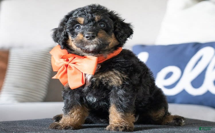 Mini Goldendoodle dogs for sale - Ad 5