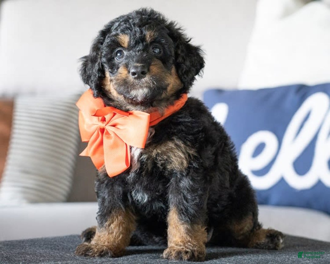 Mini Goldendoodle dogs for sale: Minnie - Image 1