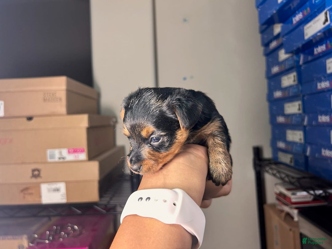 Yorkshire Terrier dogs for sale: Princess - Image 4