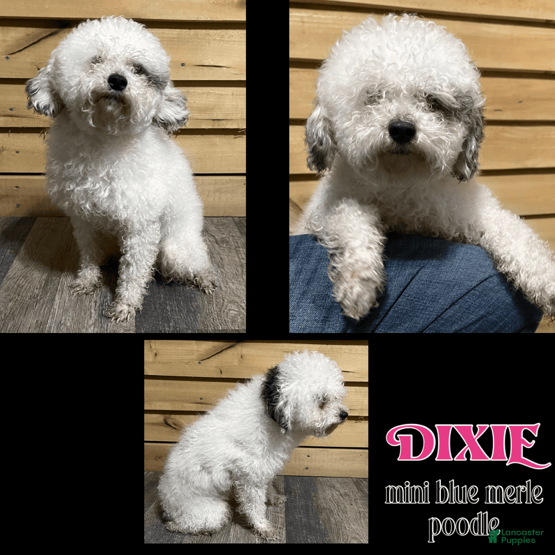 Yorkiepoo dogs for sale: Scout - Image 4