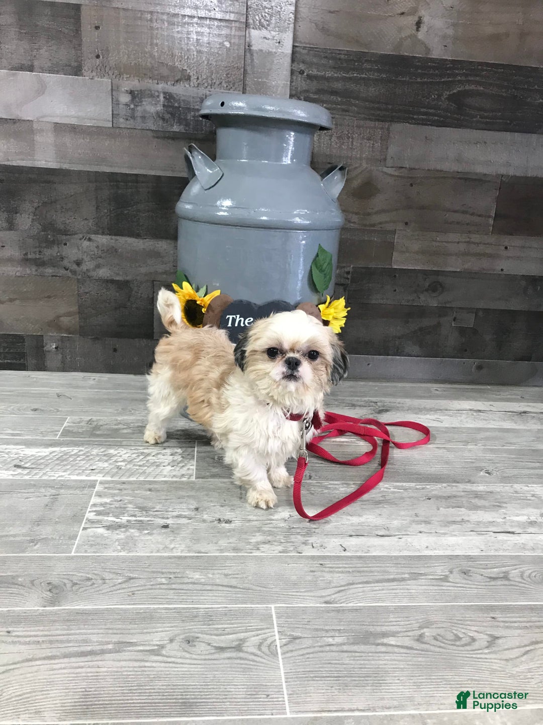 Shih Tzu dogs for sale: Freddy - Image 12