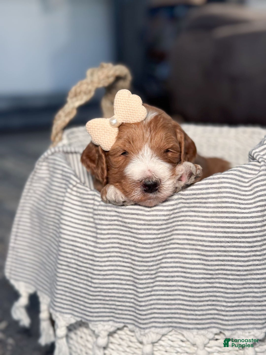 Goldendoodle dogs for sale: Charlotte - Image 12