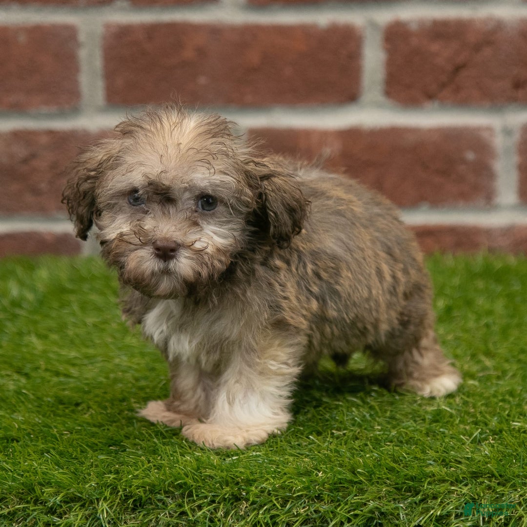 Havanese dogs for sale: Wyatt - Image 5