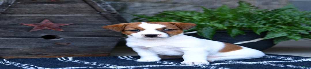 Molly