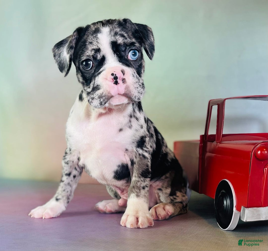 Frenchton dogs for sale: Cash Blue Eye Dna Clear - Image 8
