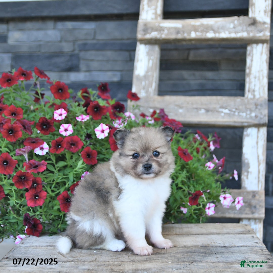 Pomeranian dogs for sale: Daisy - Image 5