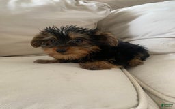 Yorkshire Terrier dogs for sale: Cash - Image 5