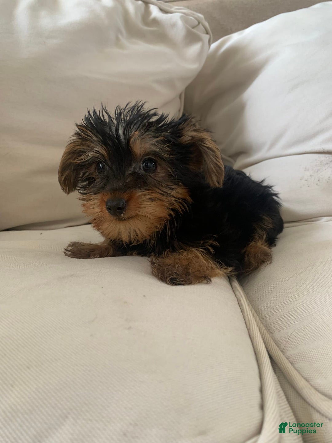 Yorkshire Terrier dogs for sale: Cash - Image 5