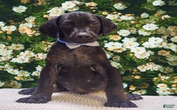 Doberman Pinscher dogs for sale: Melanistic 2 - Image 3