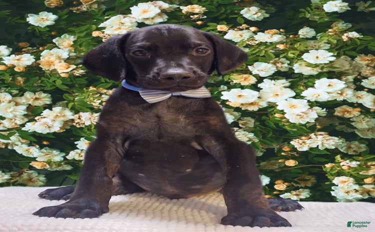 Doberman Pinscher dogs for sale - Ad 1