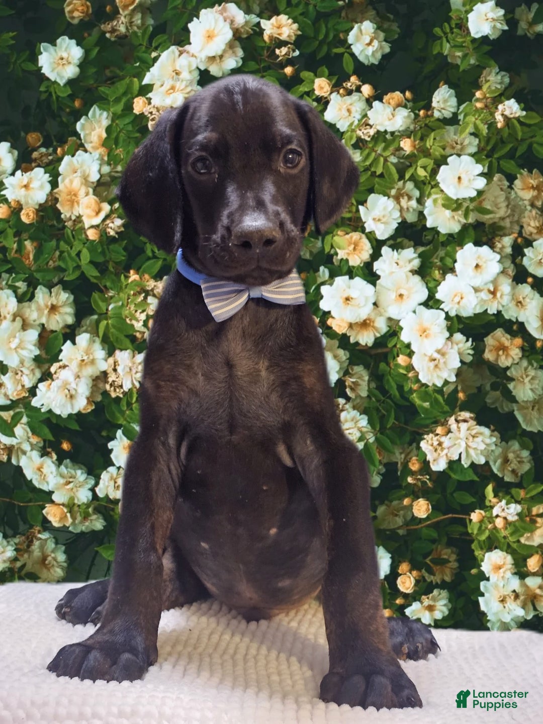 Doberman Pinscher dogs for sale: Melanistic 2 - Image 3