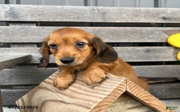 Miniature Dachshund dogs for sale: Nevin - Image 3