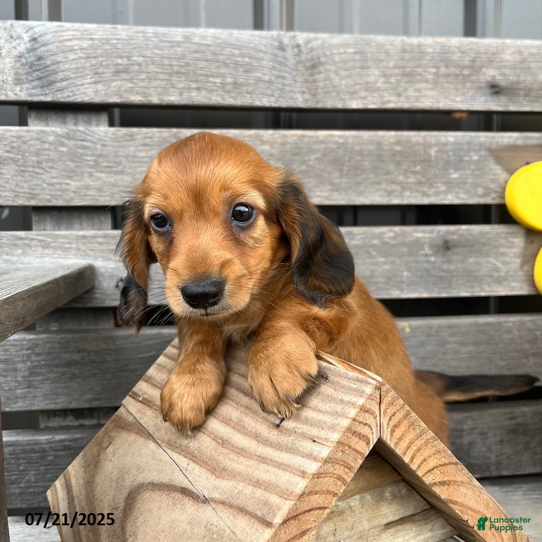 Miniature Dachshund dogs for sale: Nevin - Image 3