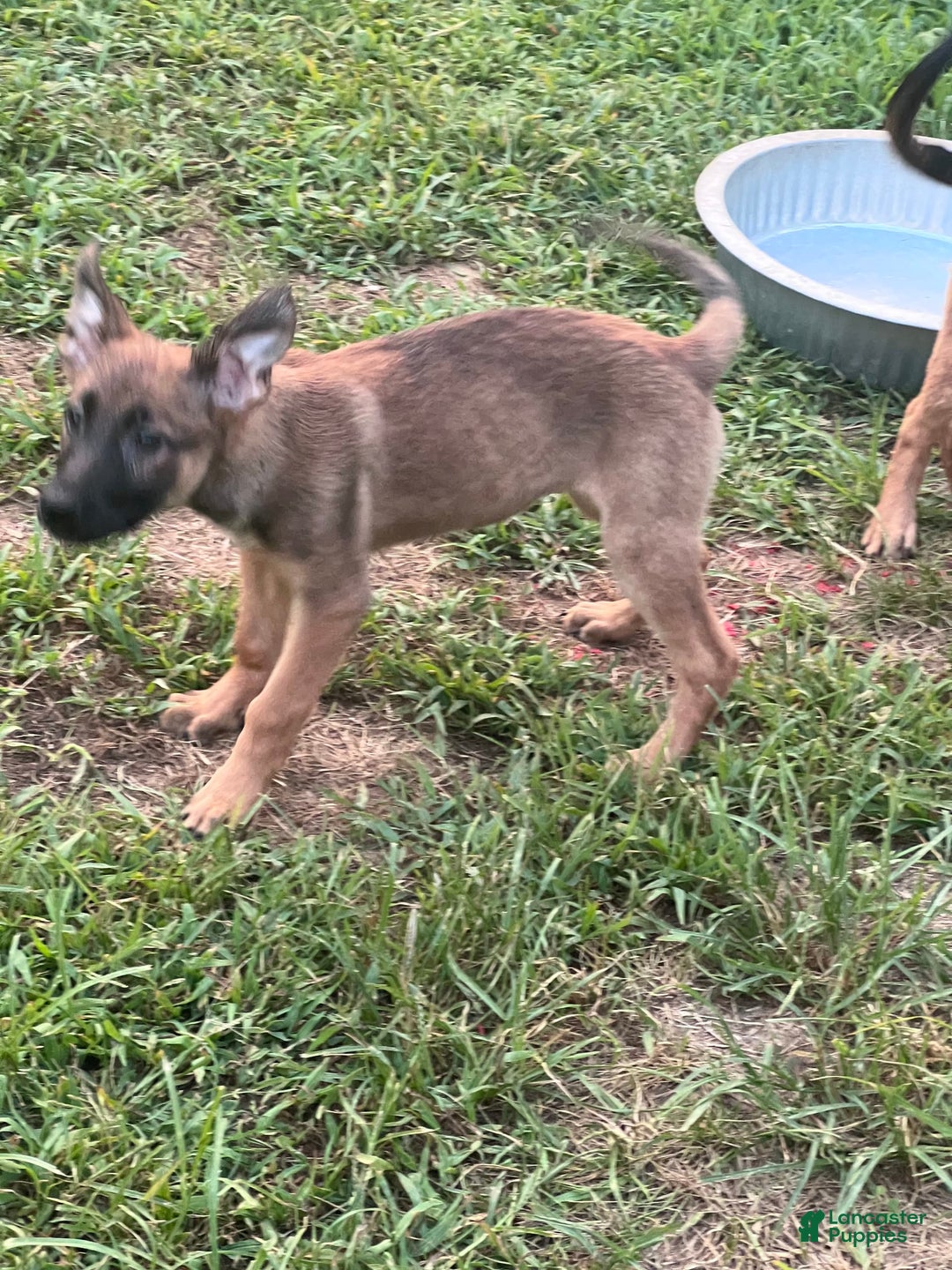 German Shepherd dogs for sale: Daisy - Image 3