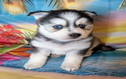 Pomsky dogs for sale: Mystique - Image 4