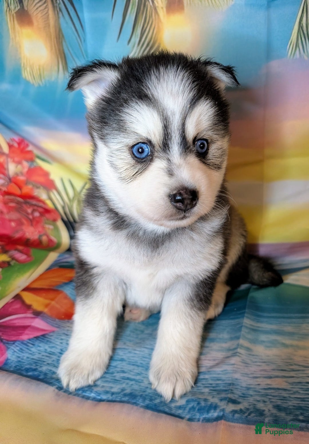 Pomsky dogs for sale: Mystique - Image 4