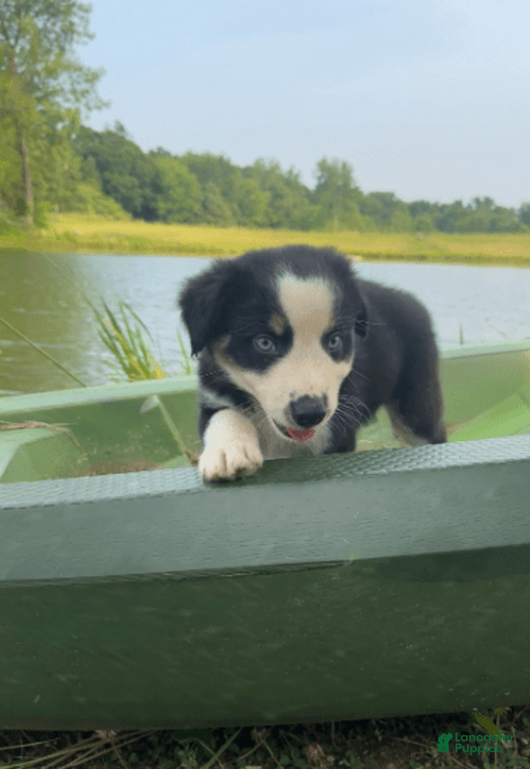 Australian Shepherd dogs for sale: Alejandro-ollie - Image 8